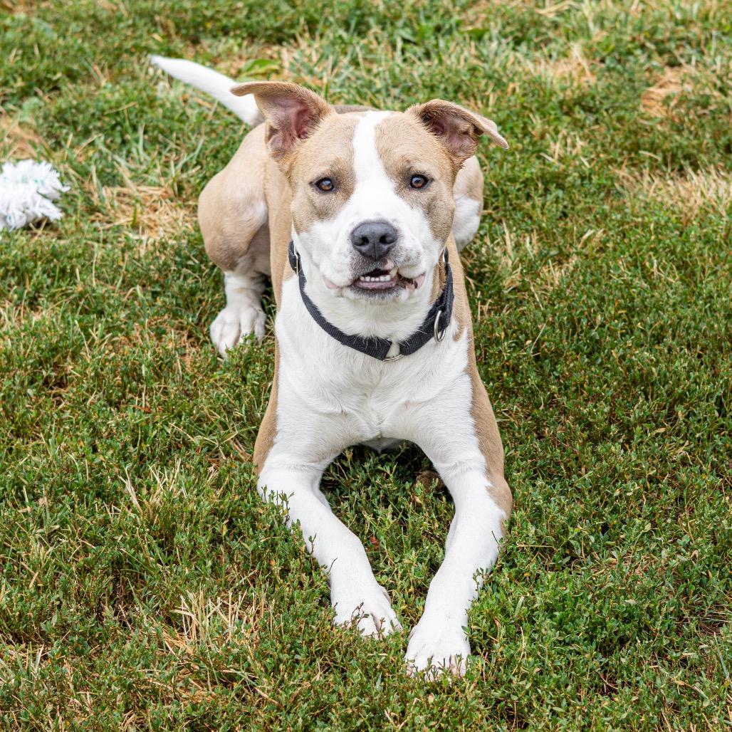 Enlarge Garrett, a Adoptable mixed breed in Newark, DE image 2/6