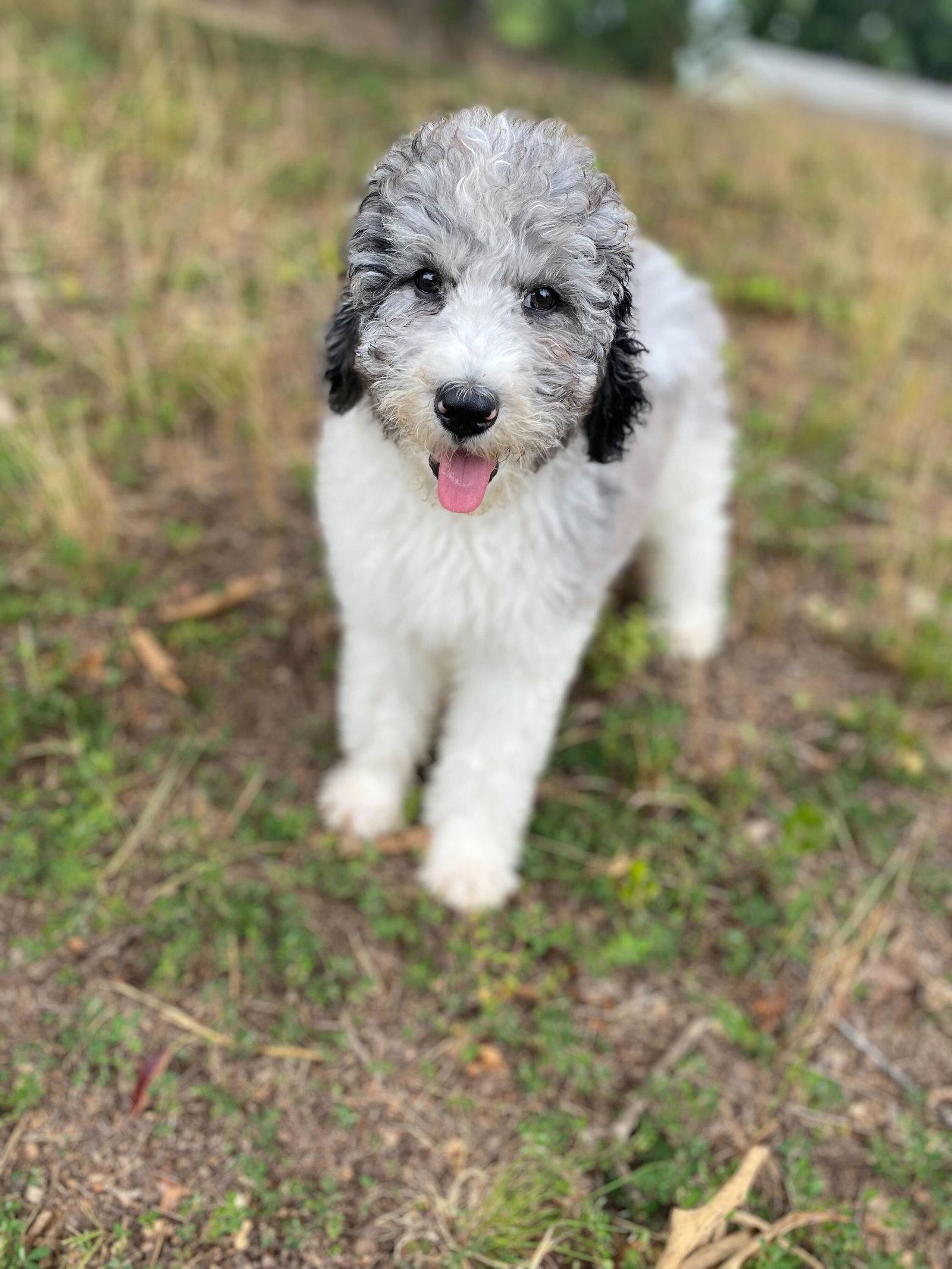 Enlarge Moe "MoJo" Jul 26 GROOM + PHOTOS, a Adopted mixed breed in Pacolet, SC image 1/3