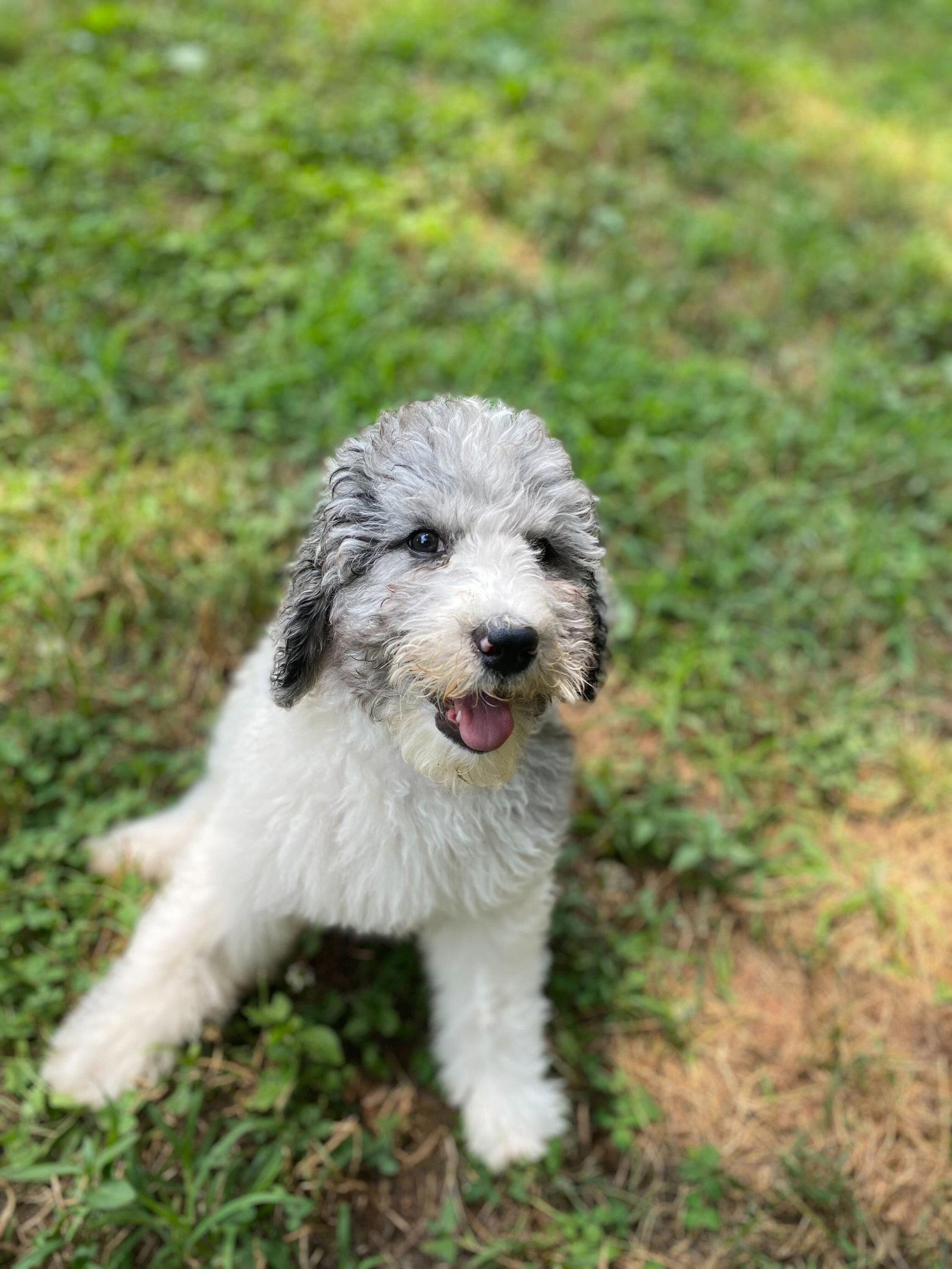 Enlarge Moe "MoJo" Jul 26 GROOM + PHOTOS, a Adopted mixed breed in Pacolet, SC image 2/3