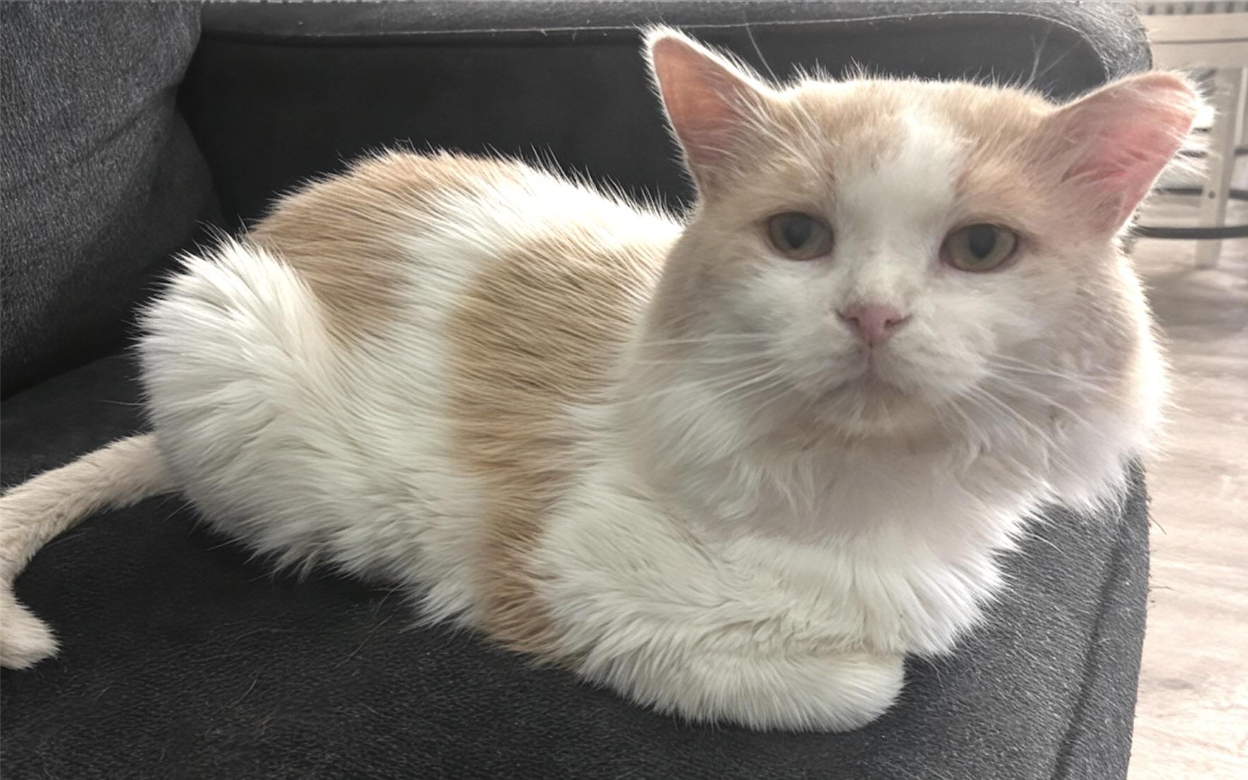 Butters, a Adoptable mixed breed in Chaska, MN image 1/3