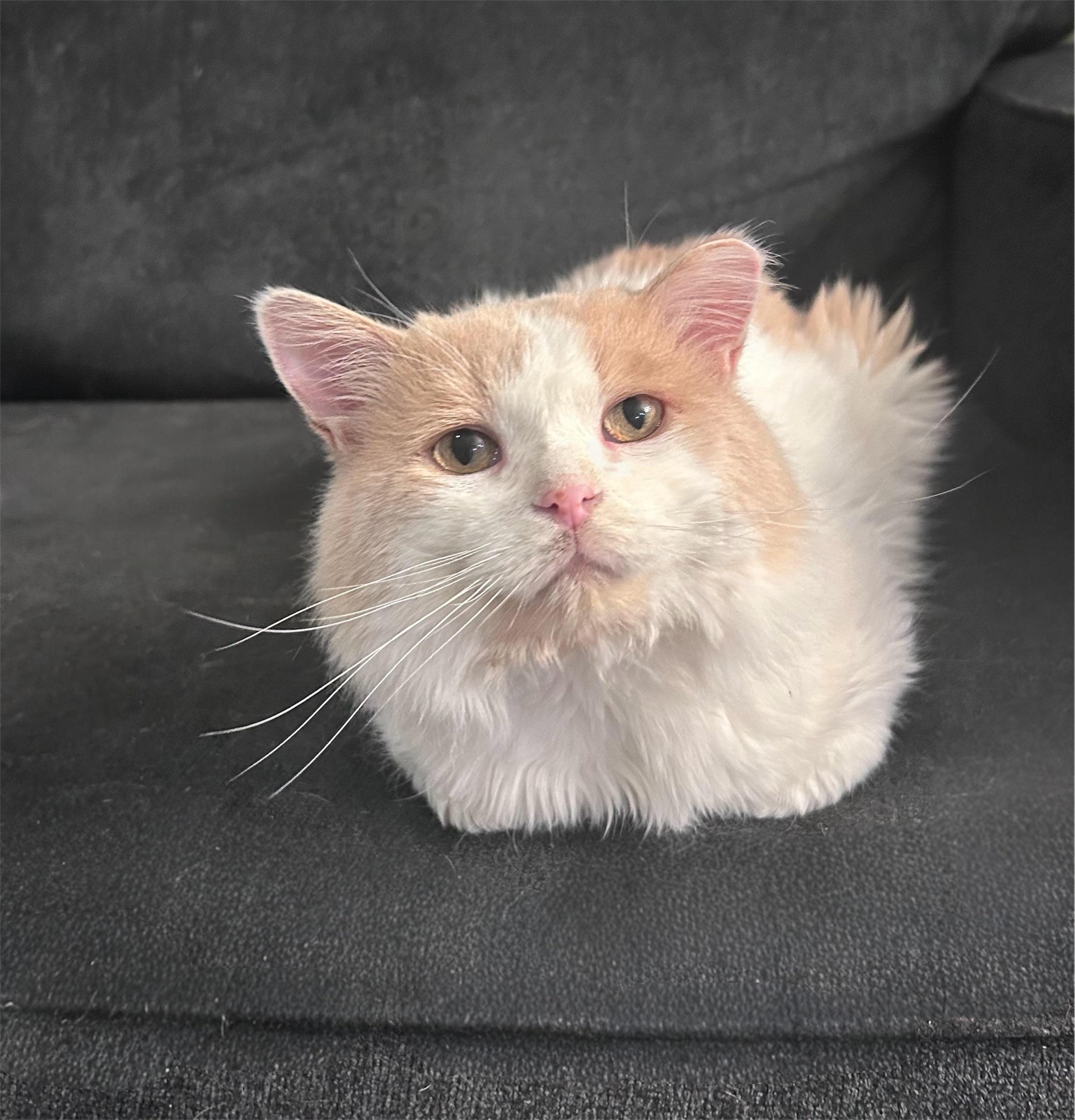 Butters, a Adoptable mixed breed in Chaska, MN image 2/3