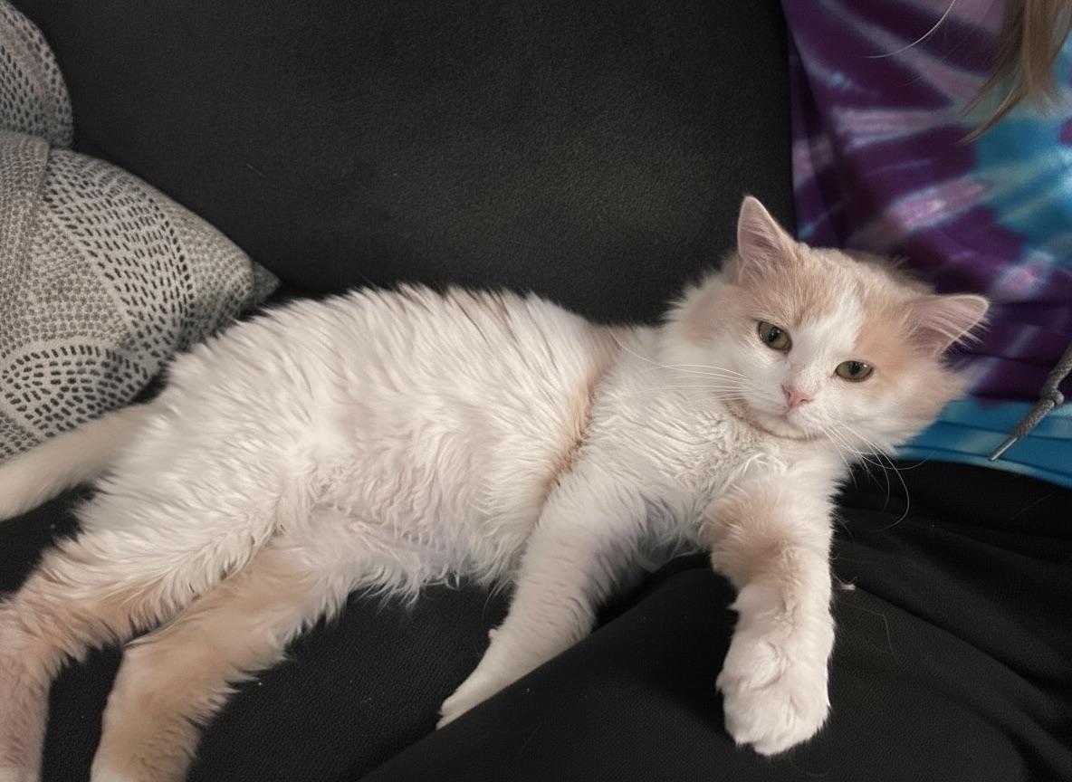 Butters, a Adoptable mixed breed in Chaska, MN image 3/3