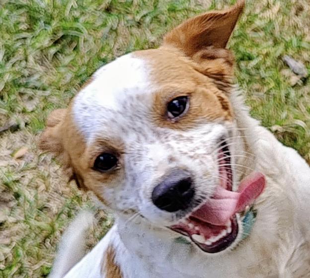 Tweedle Dee — thumbnail 2