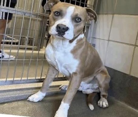 Chip, an adoptable Labrador Retriever, Staffordshire Bull Terrier in eugene, OR, 97402 | Photo Image 3