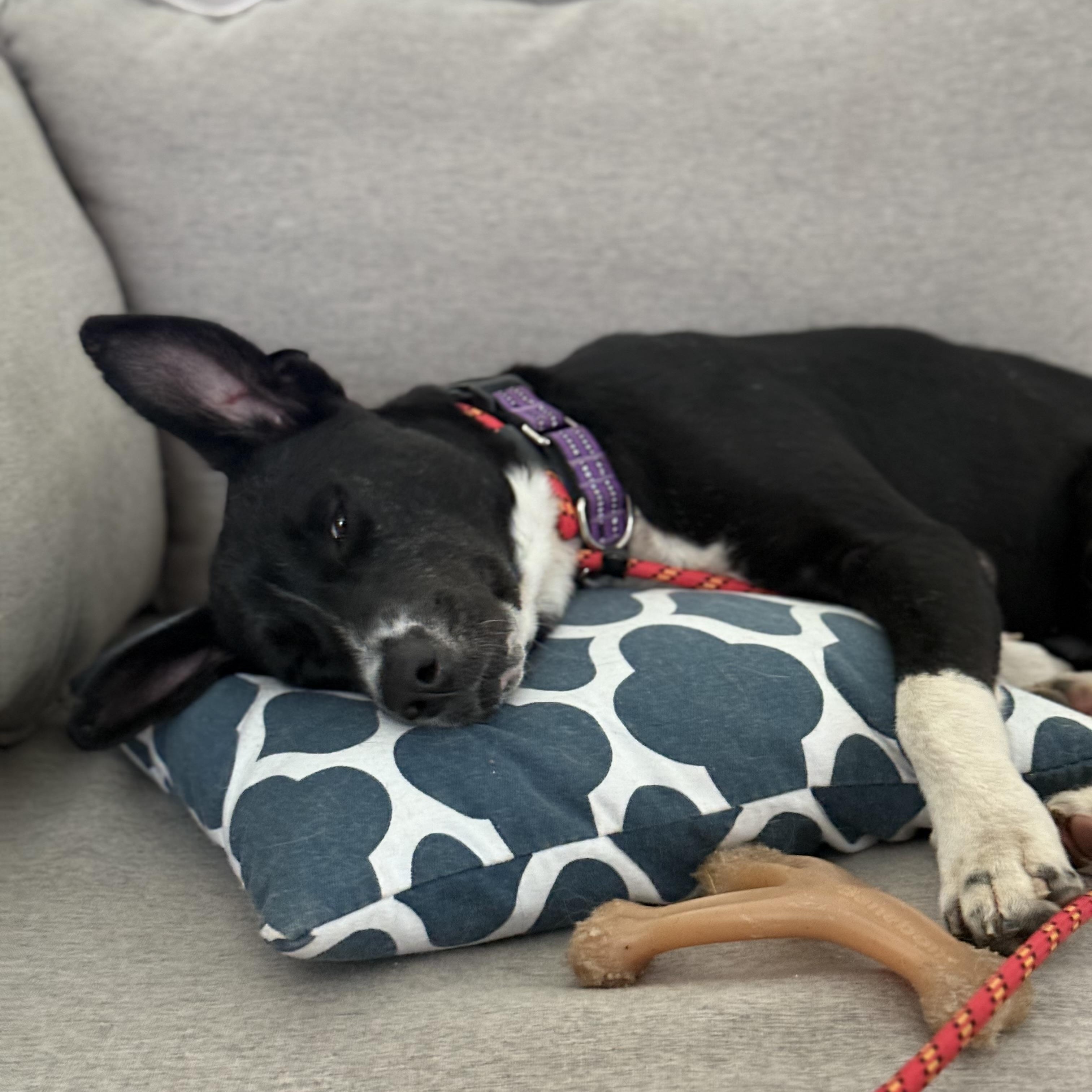 Pickle, a Adoptable mixed breed in Yonkers, NY image 1/6