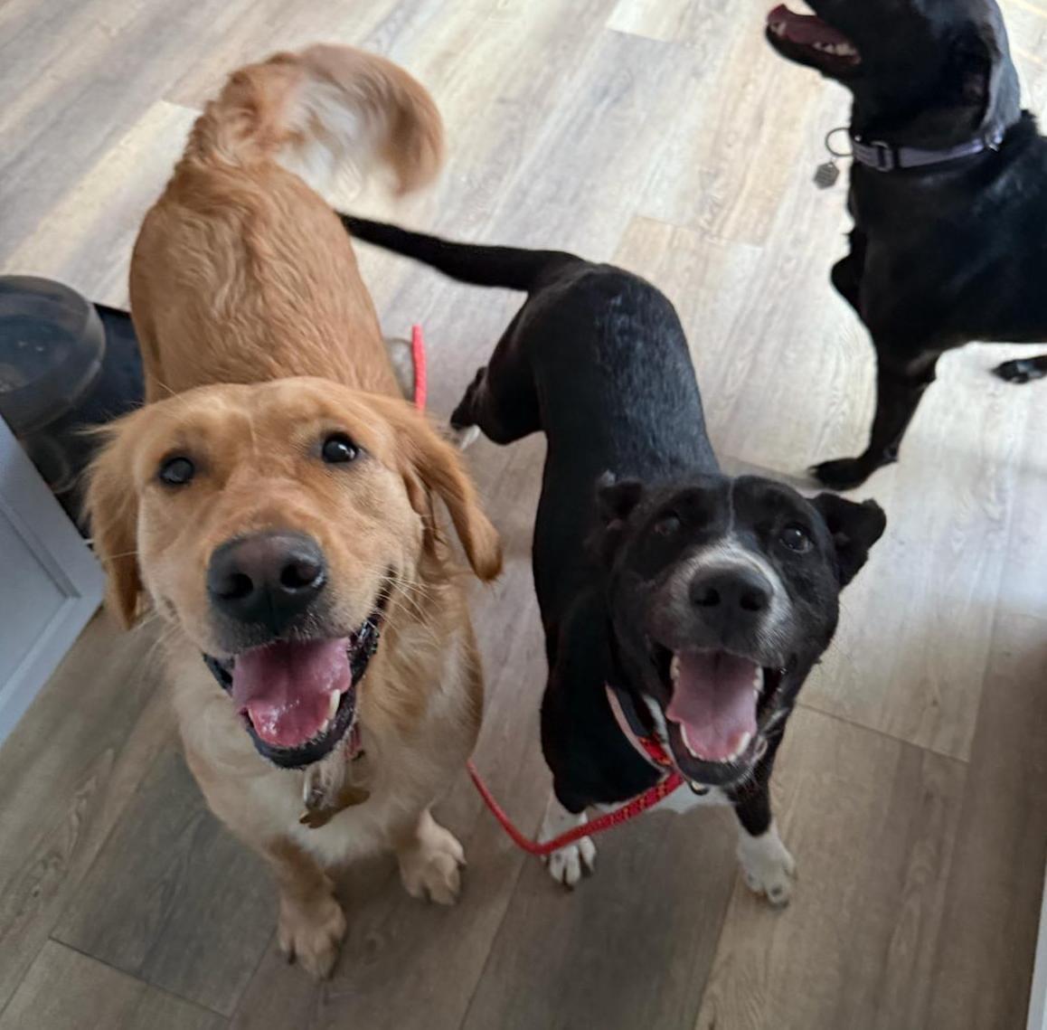 Pickle, a Adoptable mixed breed in Yonkers, NY image 3/6