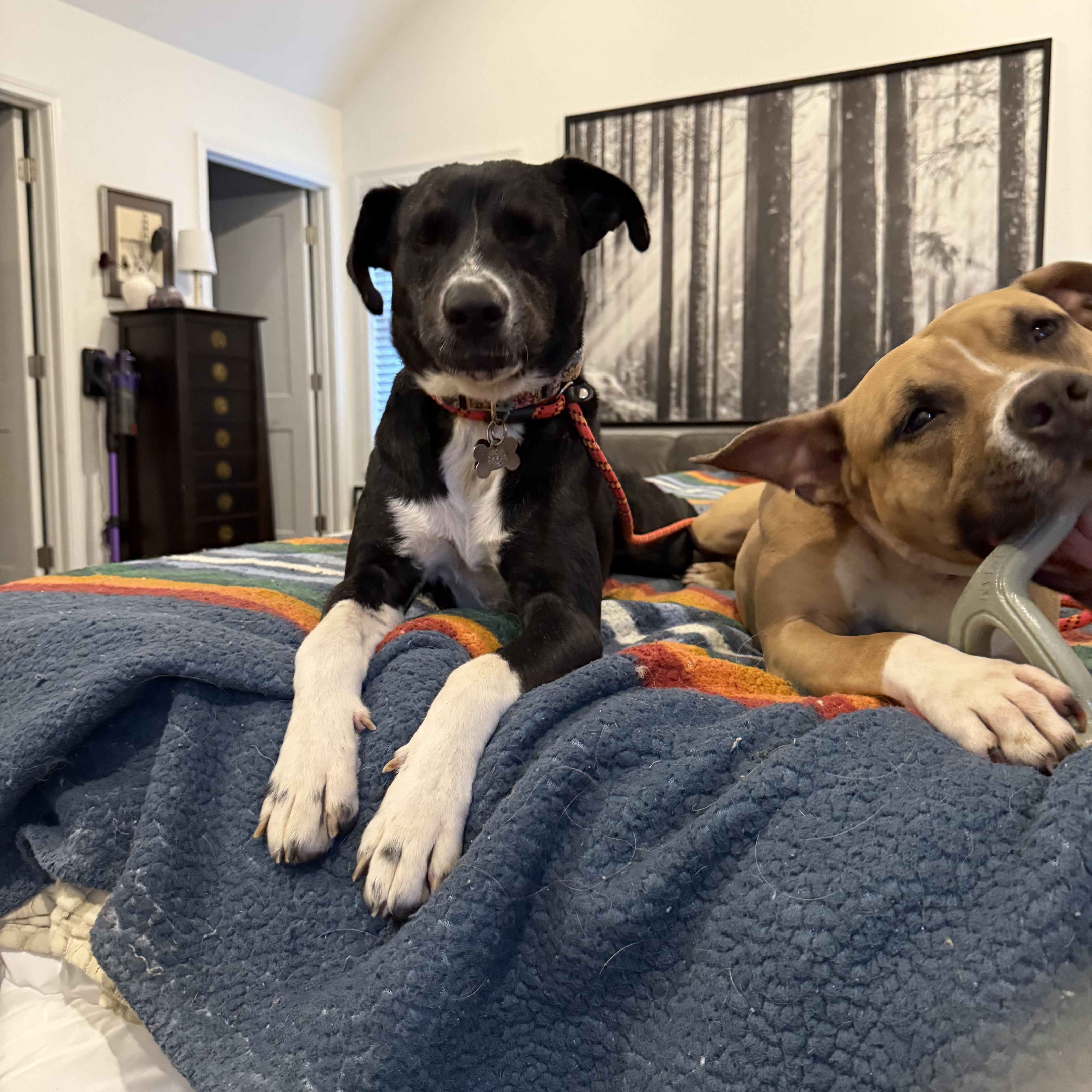 Pickle, a Adoptable mixed breed in Yonkers, NY image 2/6