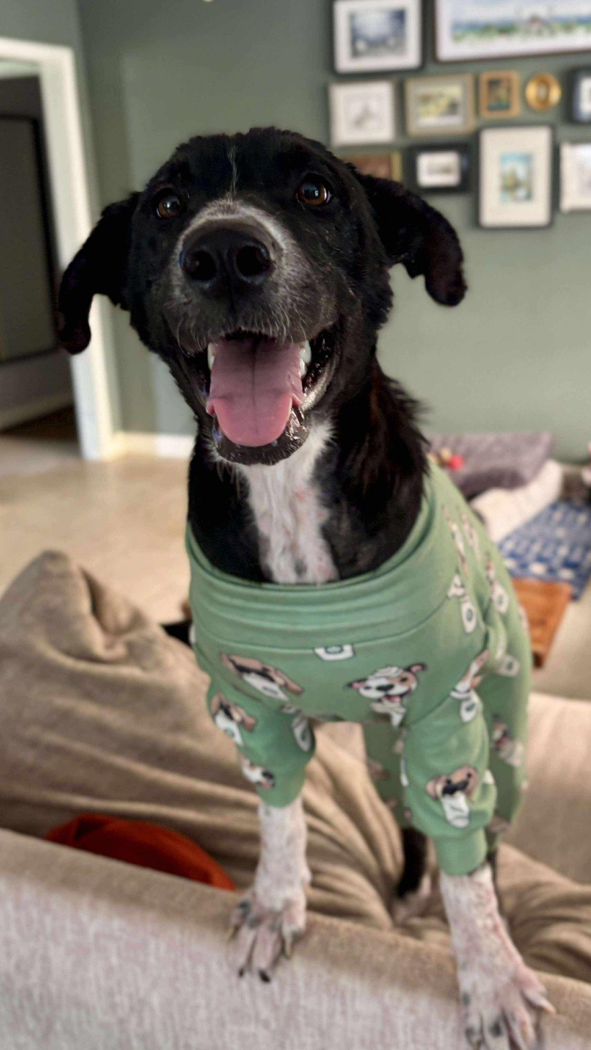 Pickle, a Adoptable mixed breed in Yonkers, NY image 6/6