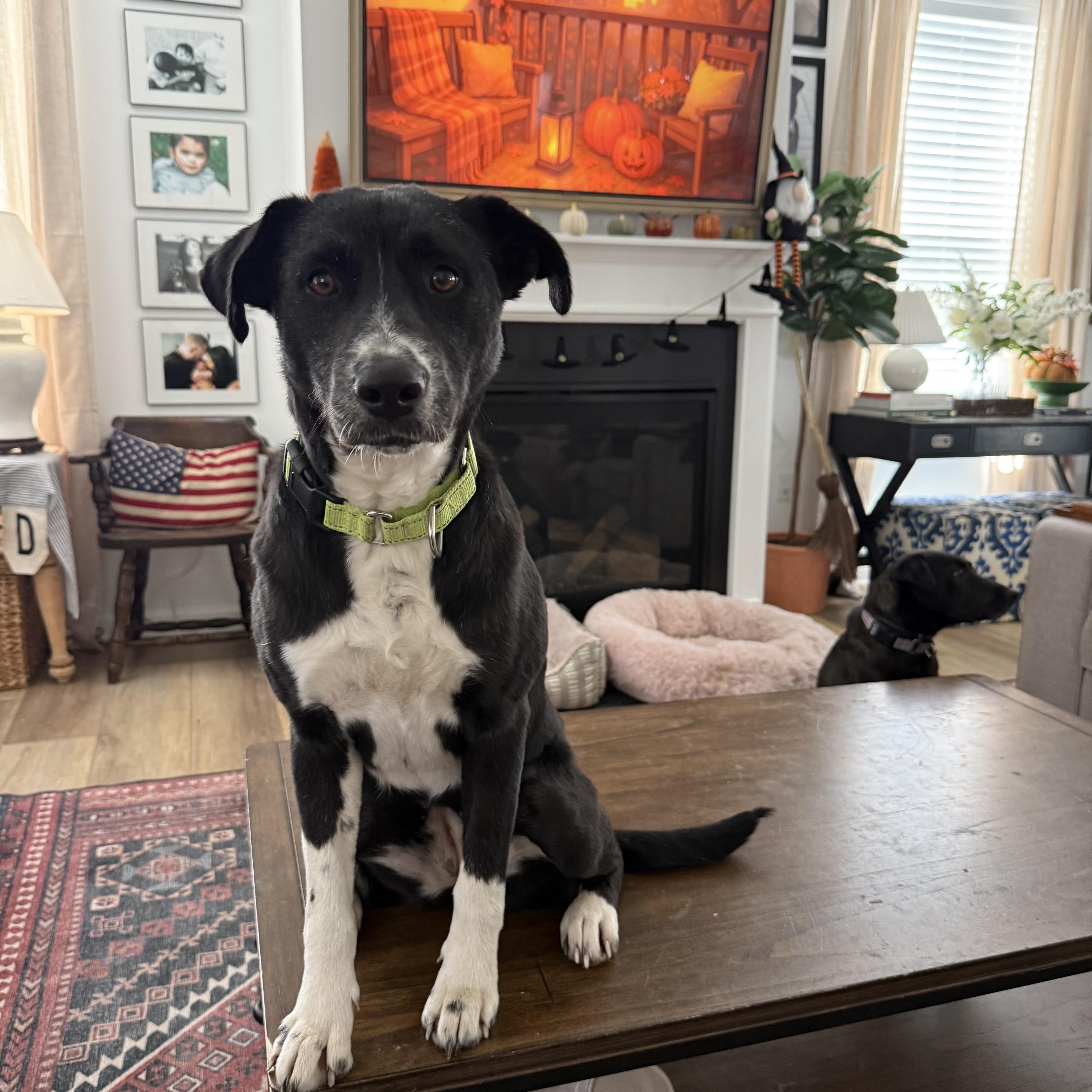 Pickle, a Adoptable mixed breed in Yonkers, NY image 5/6