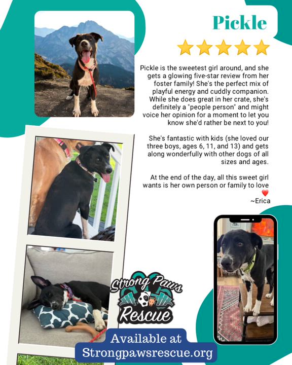 Enlarge Pickle, a Adoptable mixed breed in Yonkers, NY video 4/6