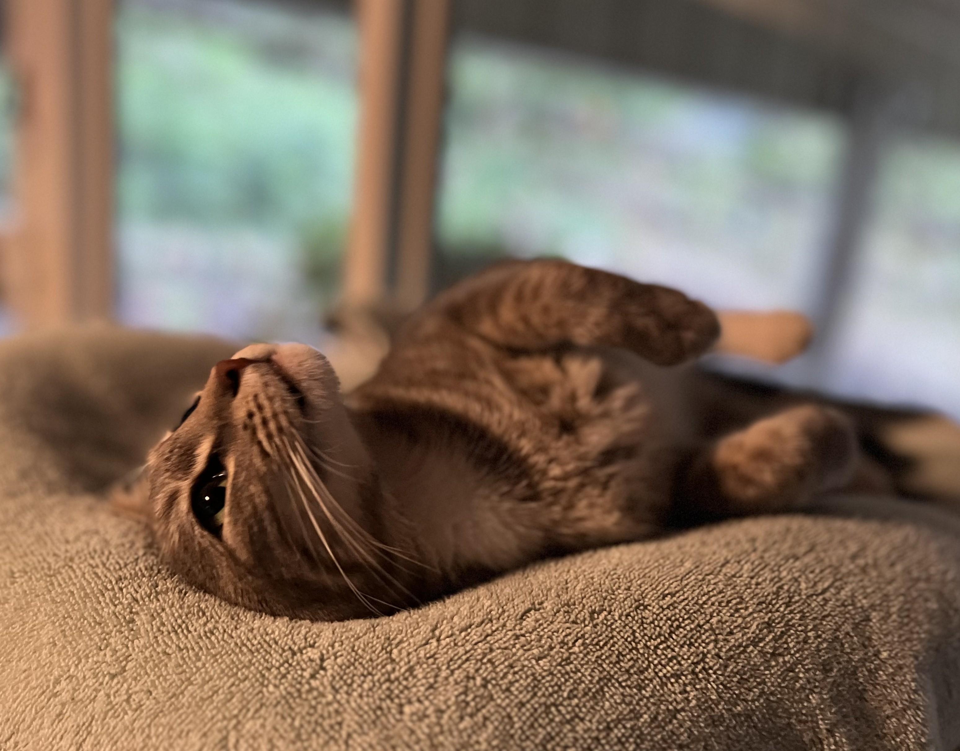 Marley, a Adoptable American Shorthair image 2/6