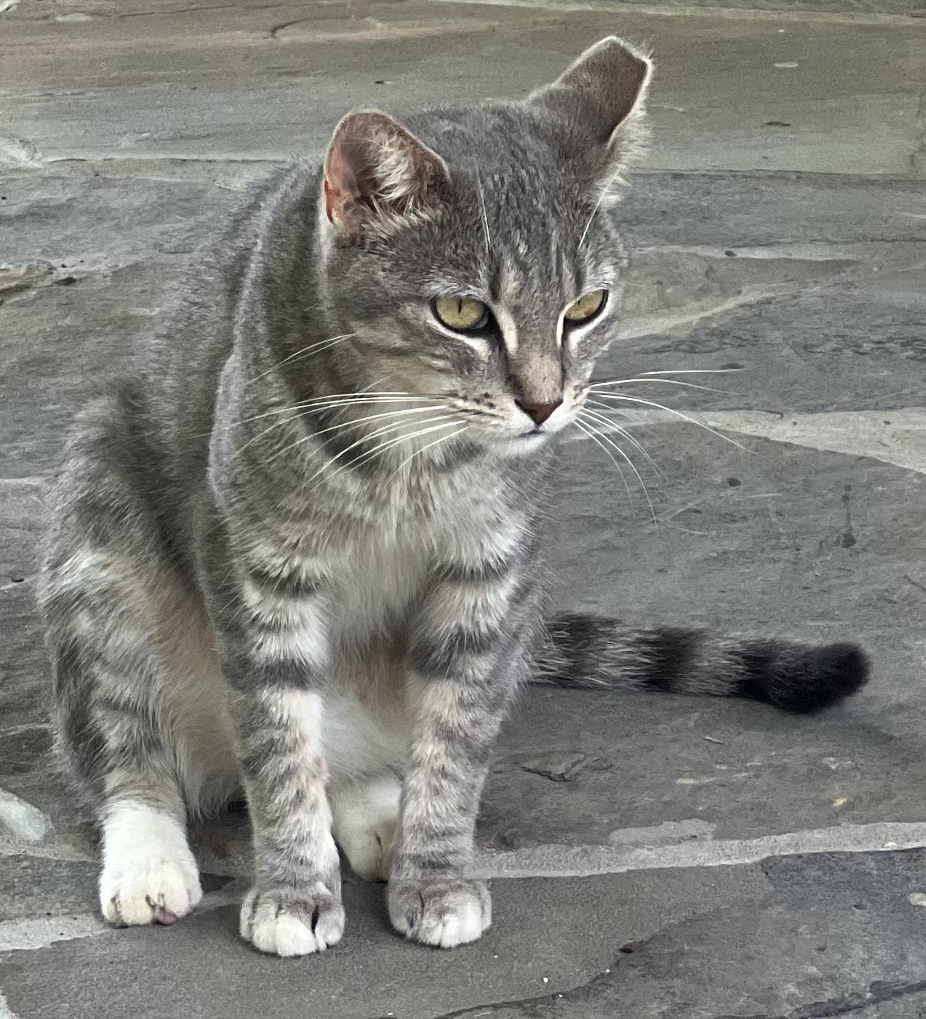 Marley, a Adoptable American Shorthair image 3/6