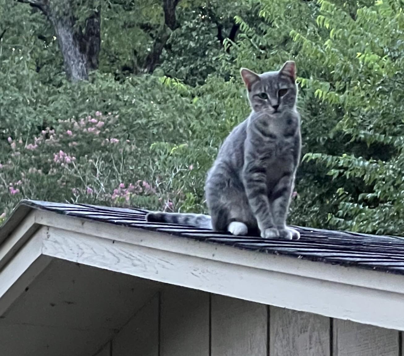 Marley, Adoptable, Young Female American Shorthair.