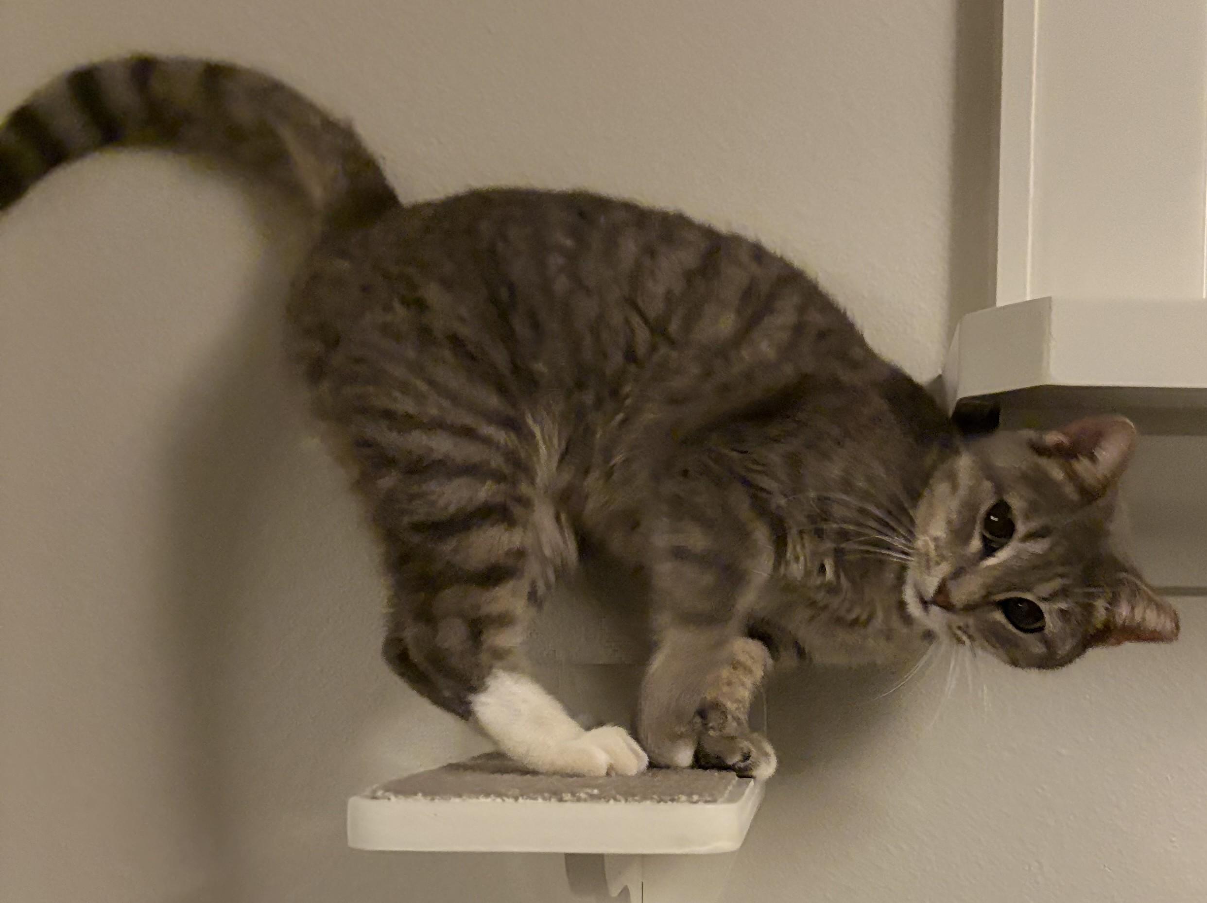 Enlarge Marley, a Adoptable American Shorthair in Hot Springs, AR image 3/6