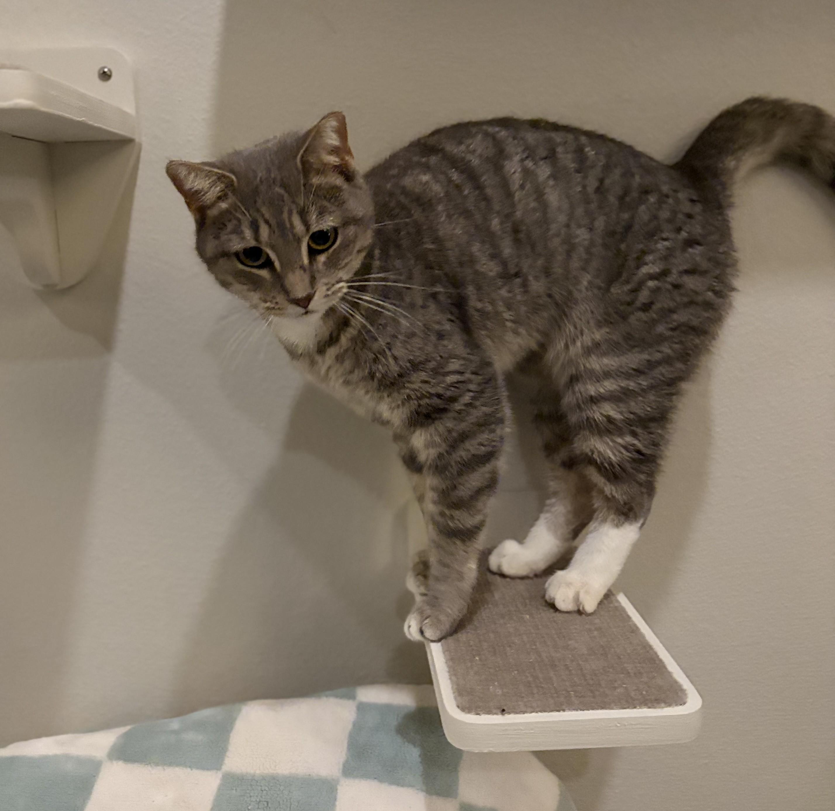 Enlarge Marley, a Adoptable American Shorthair in Hot Springs, AR image 2/6