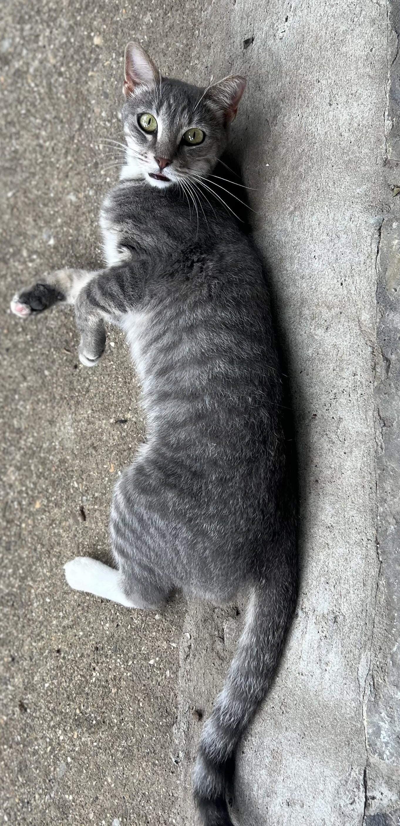 Marley, a Adoptable American Shorthair image 4/6