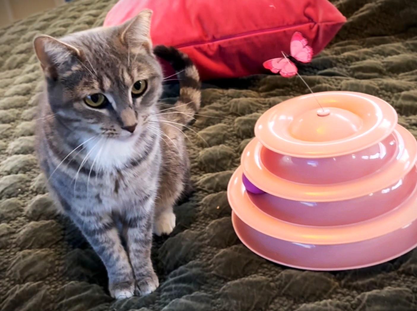 Marley, Adoptable, Young Female American Shorthair.