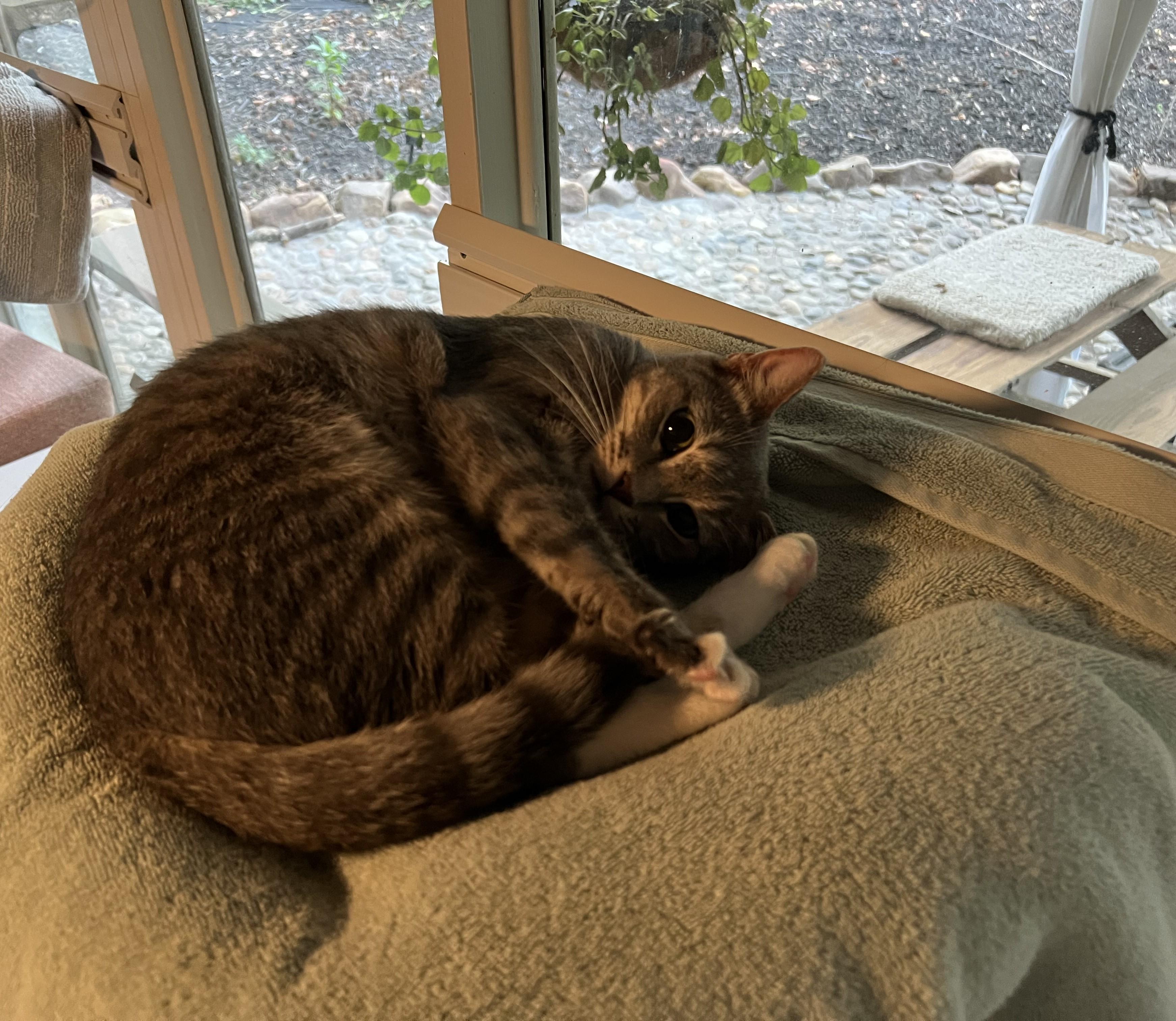 Marley, a Adoptable American Shorthair image 5/6