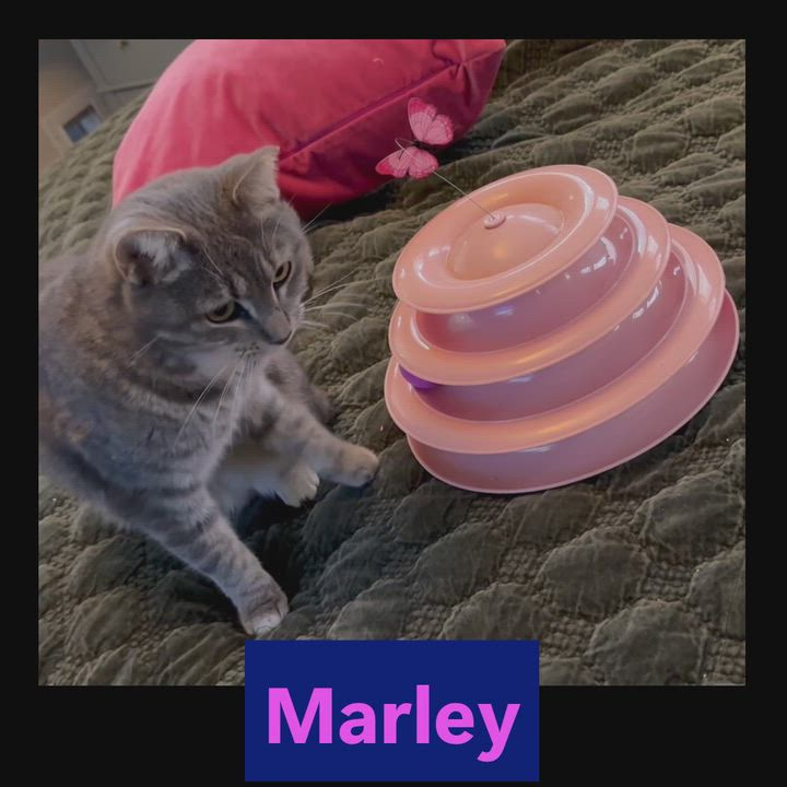 Enlarge Marley, a Adoptable American Shorthair in Hot Springs, AR video 6/6