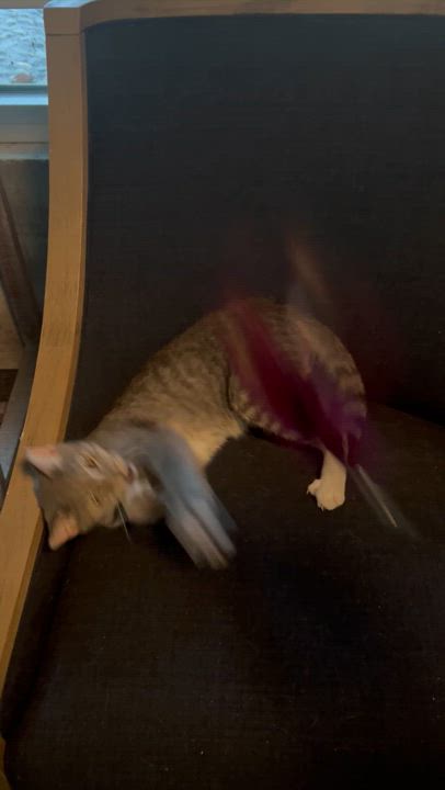 Enlarge Marley, a Adoptable American Shorthair video 6/6