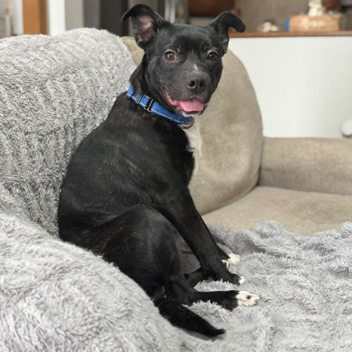 Hockey, Adoptable, Young Male Mixed Breed.