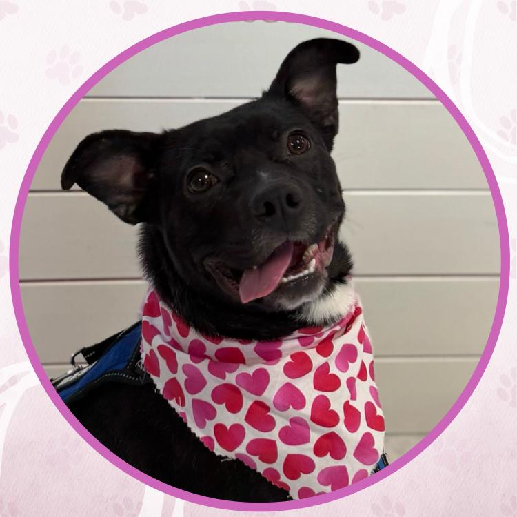 Enlarge Hockey, a Adoptable mixed breed in Toms River, NJ image 3/6