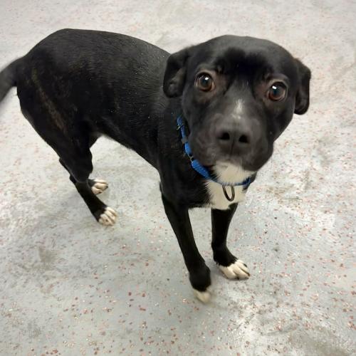 Enlarge Hockey, a Adoptable mixed breed in Toms River, NJ image 4/6