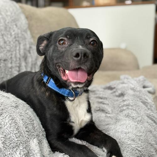 Enlarge Hockey, a Adoptable mixed breed in Toms River, NJ image 5/6