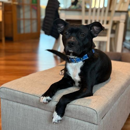 Enlarge Hockey, a Adoptable mixed breed in Toms River, NJ image 6/6