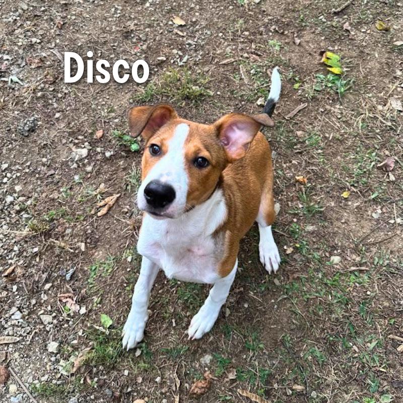 Disco photo