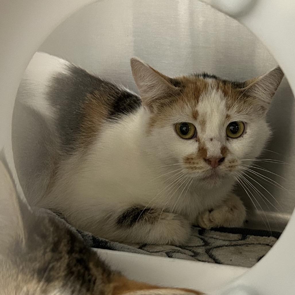 Pancake, Adoptable, Young Female Domestic Short Hair.