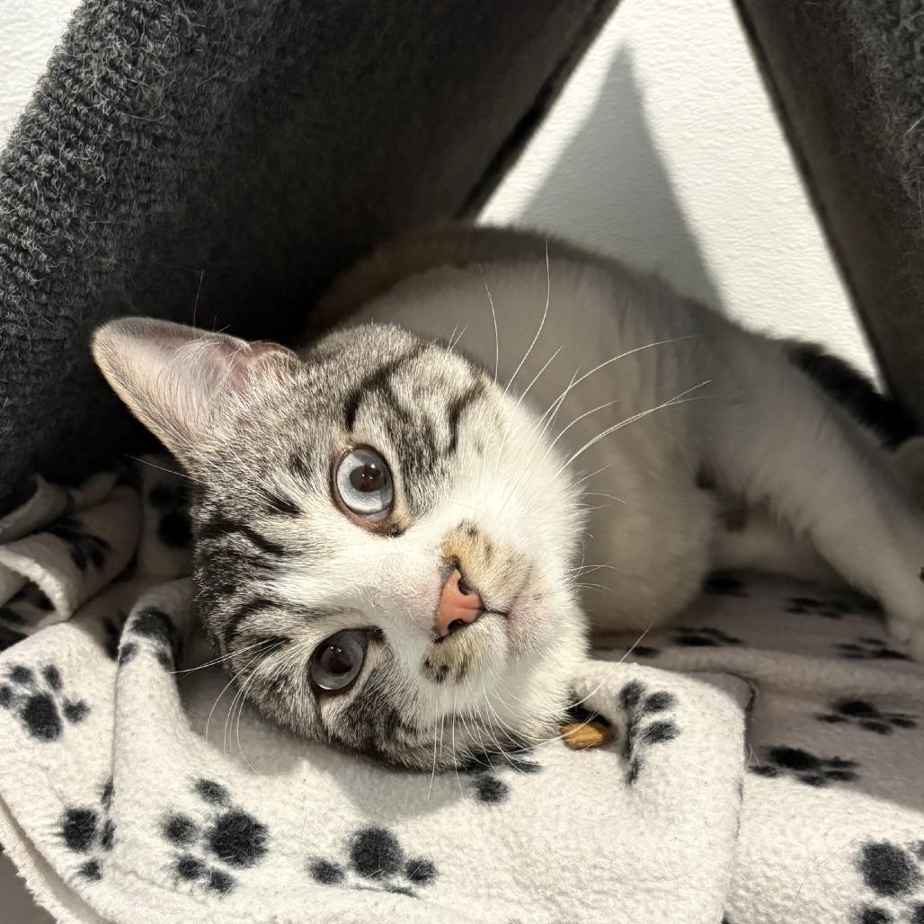 Enlarge Frodo, a Adoptable Domestic Short Hair in Murray, UT image 1/3