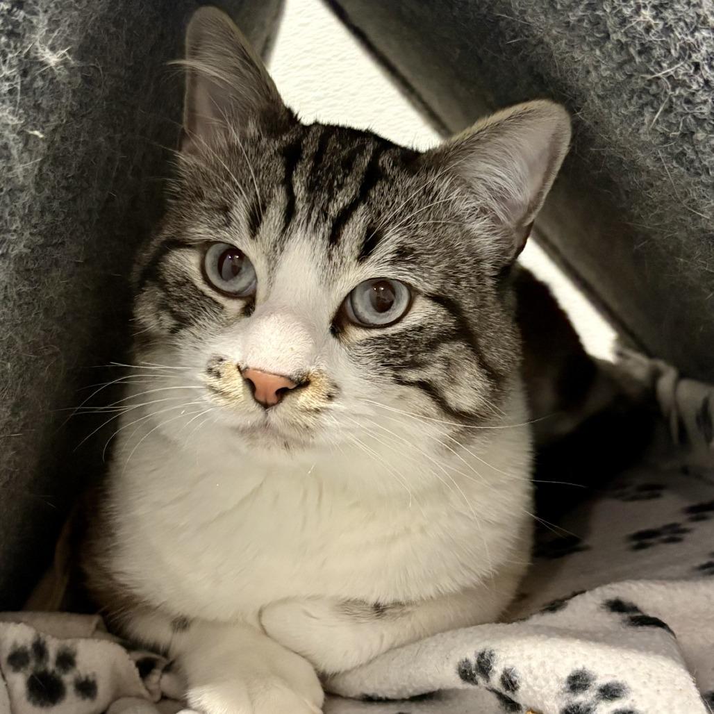 Enlarge Frodo, a Adoptable Domestic Short Hair in Murray, UT image 2/3