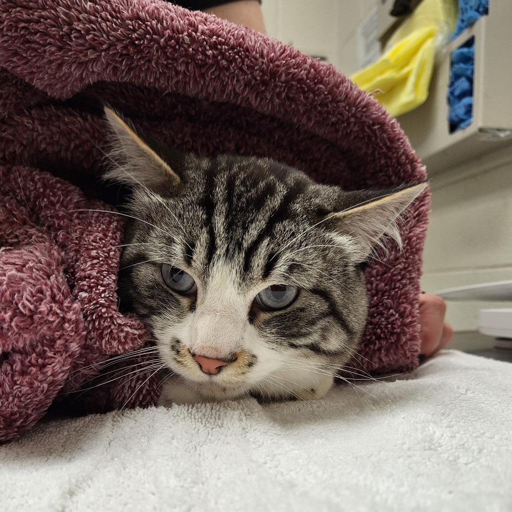 Enlarge Frodo, a Adoptable Domestic Short Hair in Murray, UT image 3/3