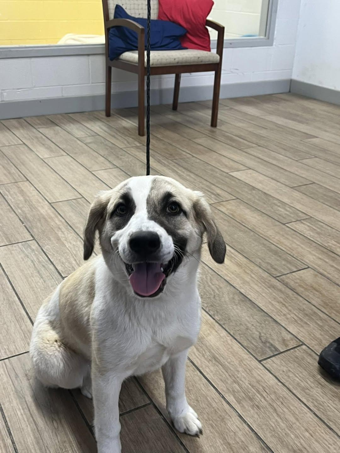 Enlarge Rosemary, a Adoptable Great Pyrenees in Rowlett, TX image 1/3