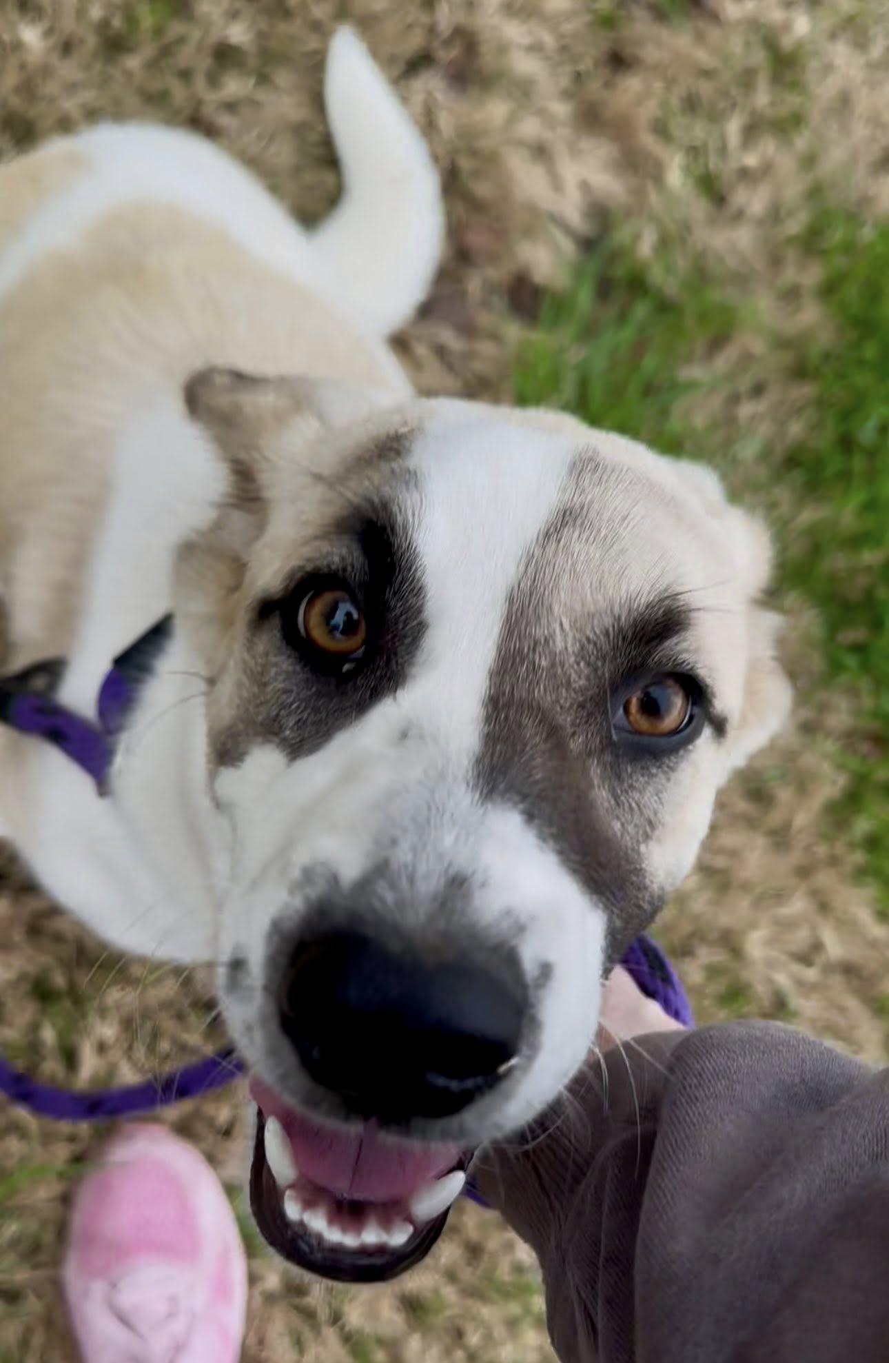 Enlarge Rosemary, a Adoptable Great Pyrenees in Rowlett, TX image 2/3
