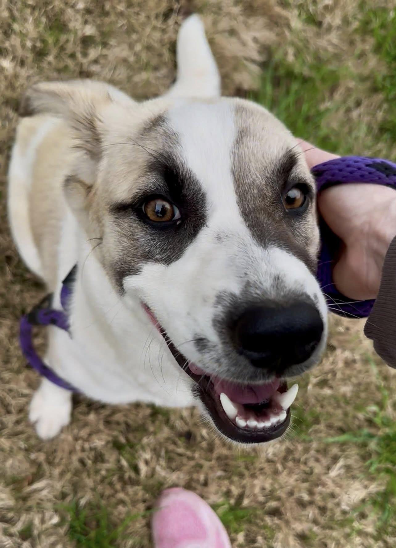 Enlarge Rosemary, a Adoptable Great Pyrenees in Rowlett, TX image 3/3