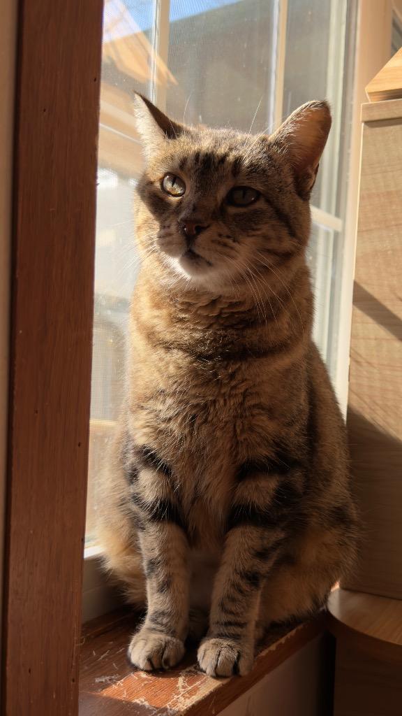 Enlarge Acorn, a Adoptable mixed breed in Parsons, WV image 1/2