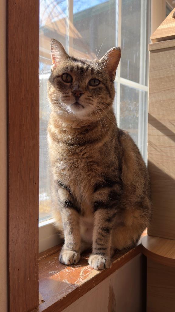 Enlarge Acorn, a Adoptable mixed breed in Parsons, WV image 2/2