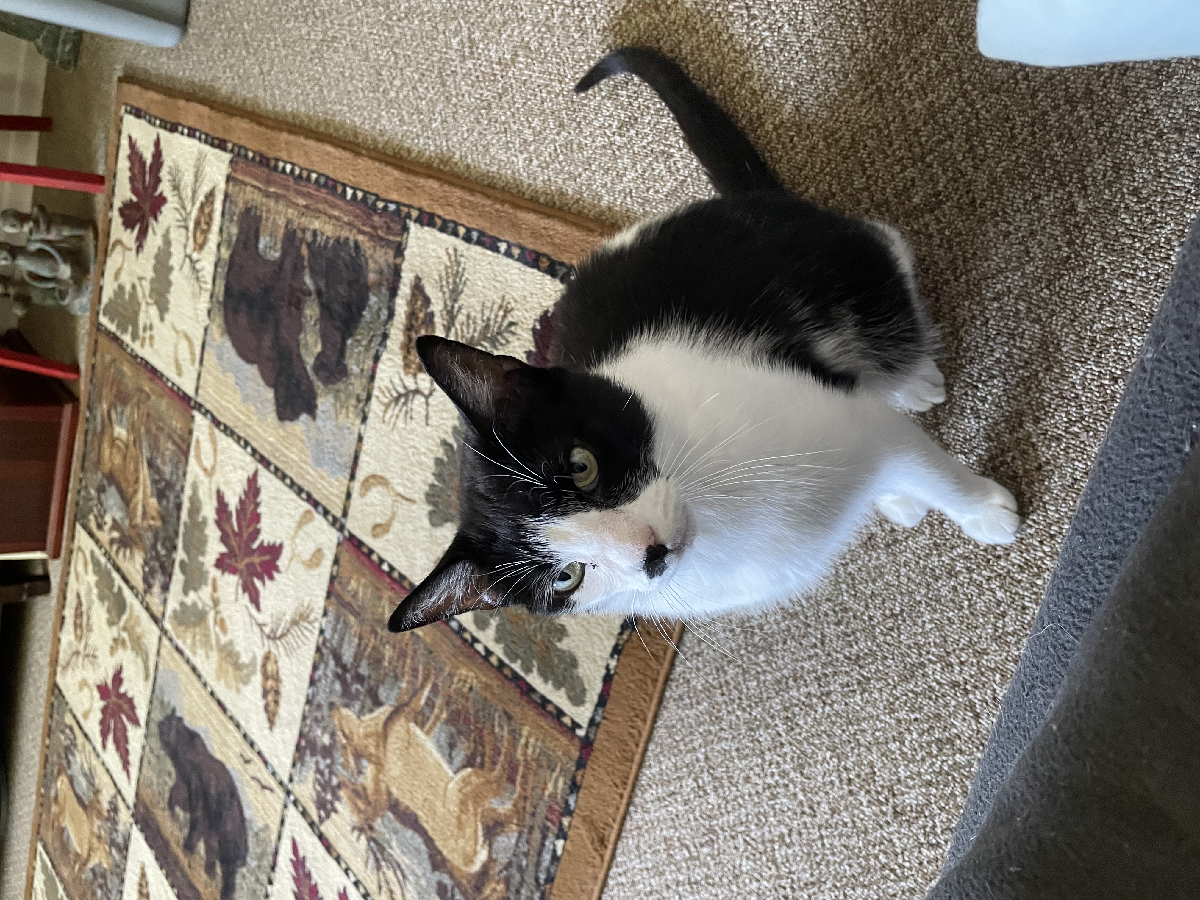 JASPER, a Adoptable Domestic Short Hair in Tillsonburg, ON image 1/6