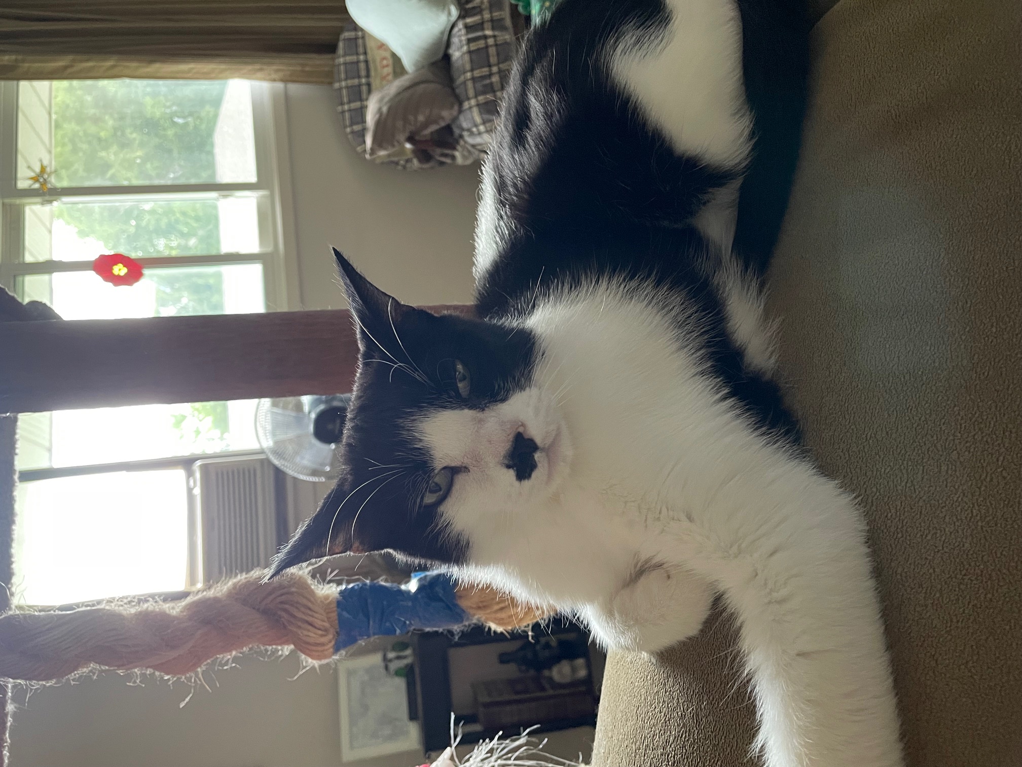 JASPER, a Adoptable Domestic Short Hair in Tillsonburg, ON image 2/6