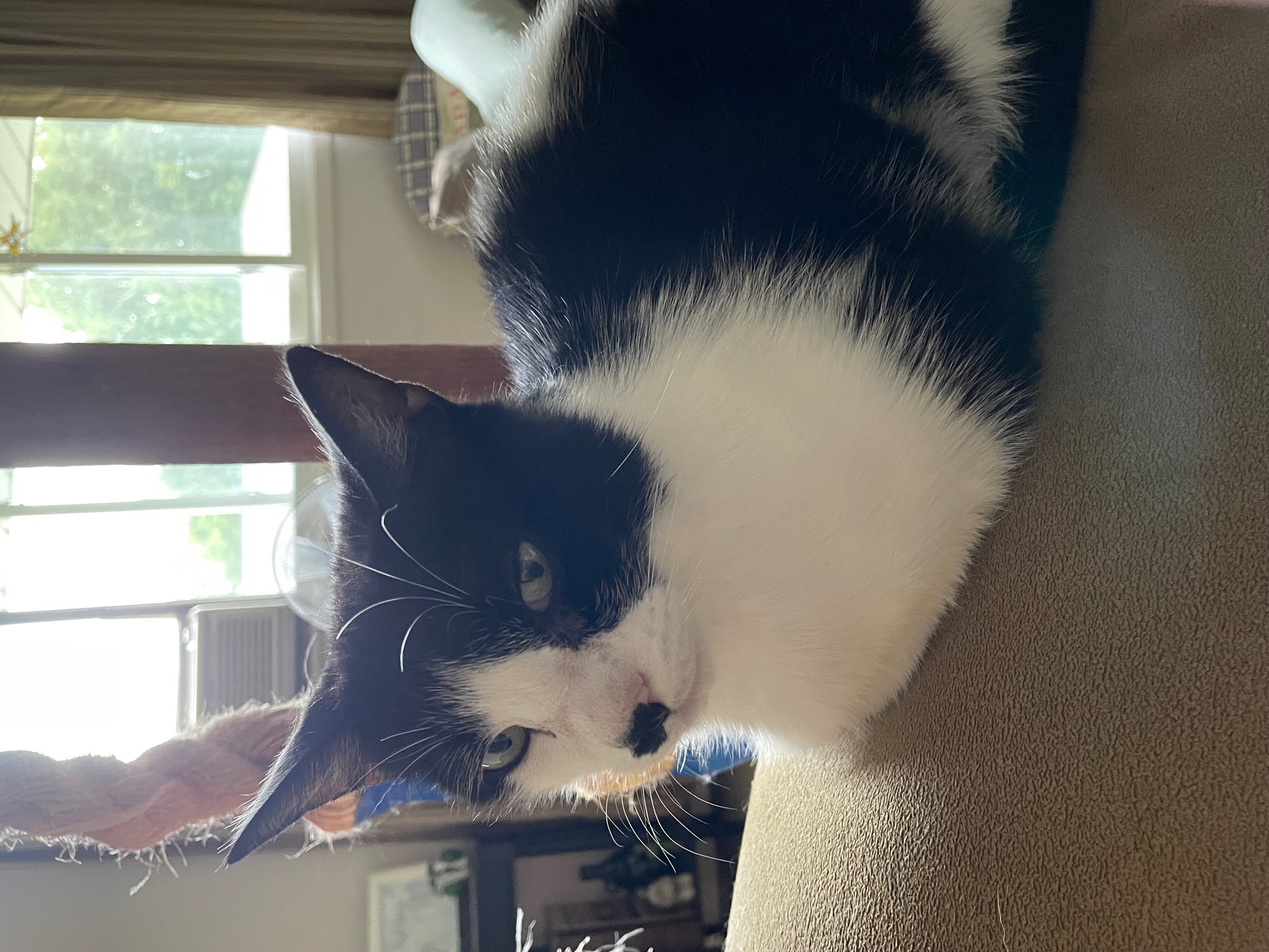 JASPER, a Adoptable Domestic Short Hair in Tillsonburg, ON image 3/6