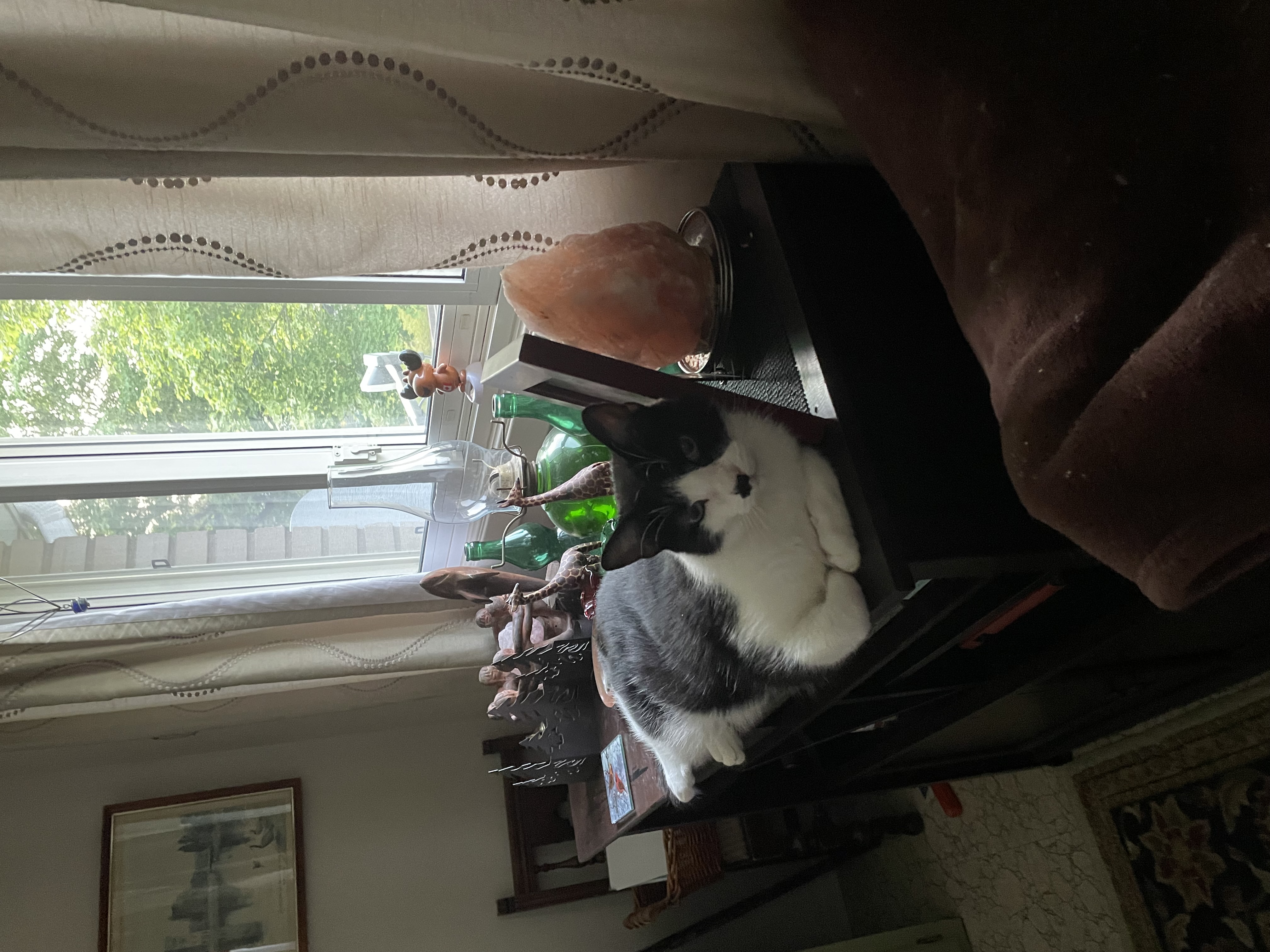 JASPER, a Adoptable Domestic Short Hair in Tillsonburg, ON image 4/6