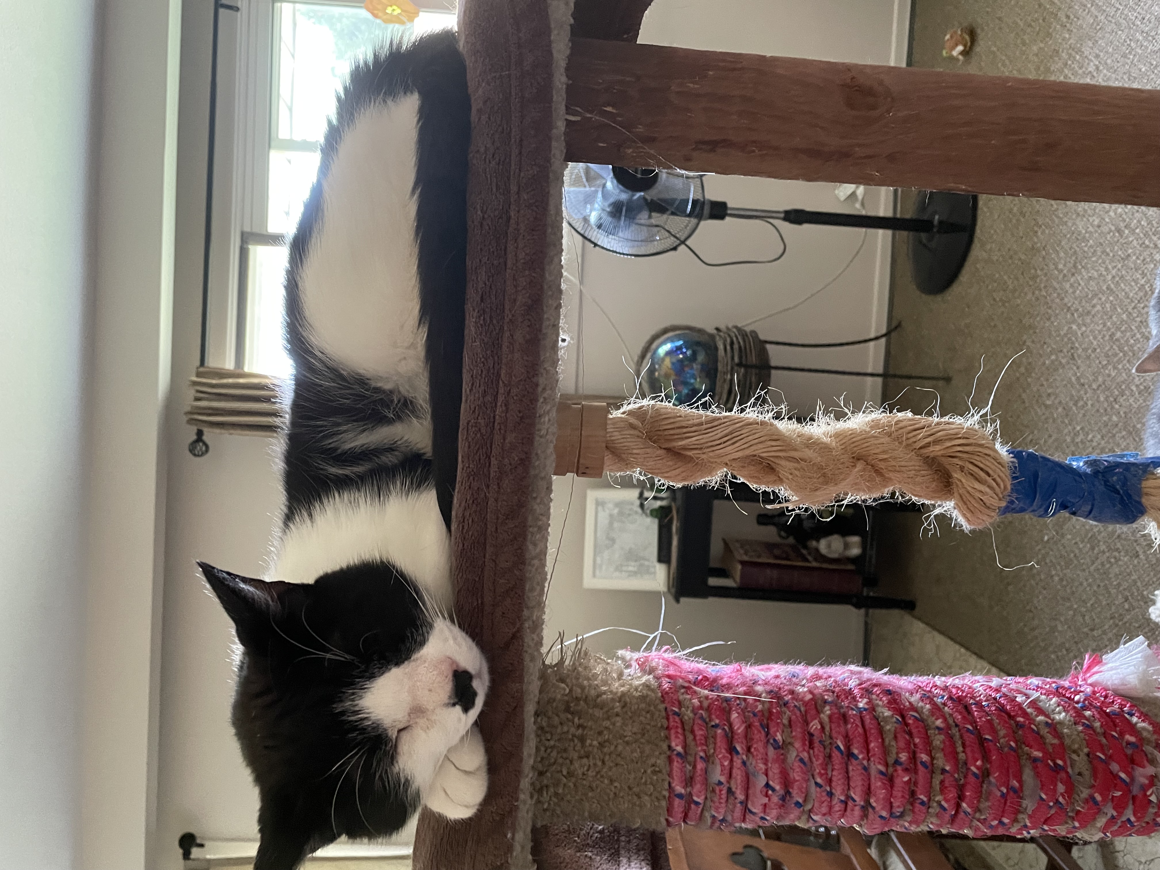 JASPER, a Adoptable Domestic Short Hair in Tillsonburg, ON image 6/6