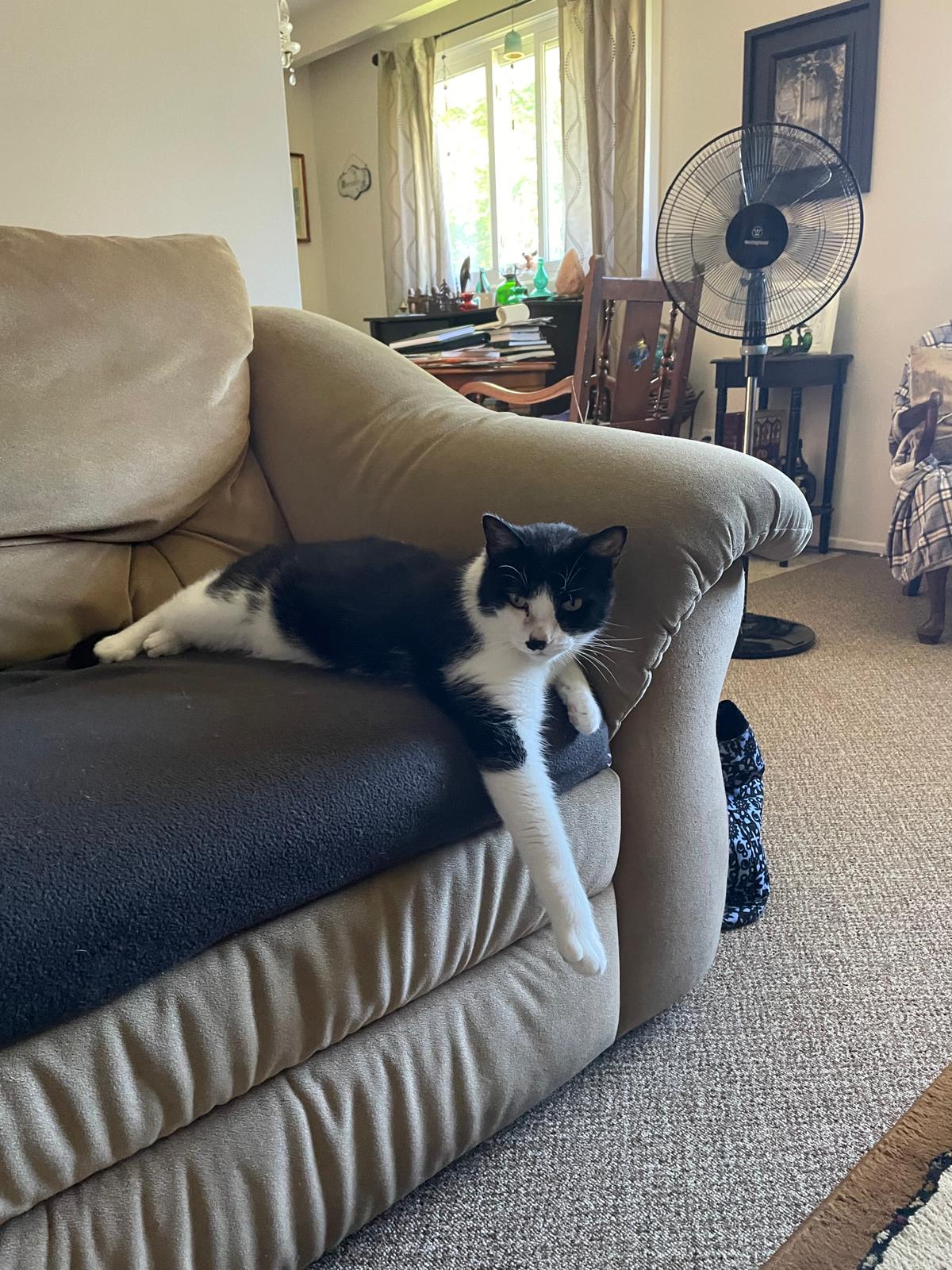 JASPER, a Adoptable Domestic Short Hair in Tillsonburg, ON image 5/6