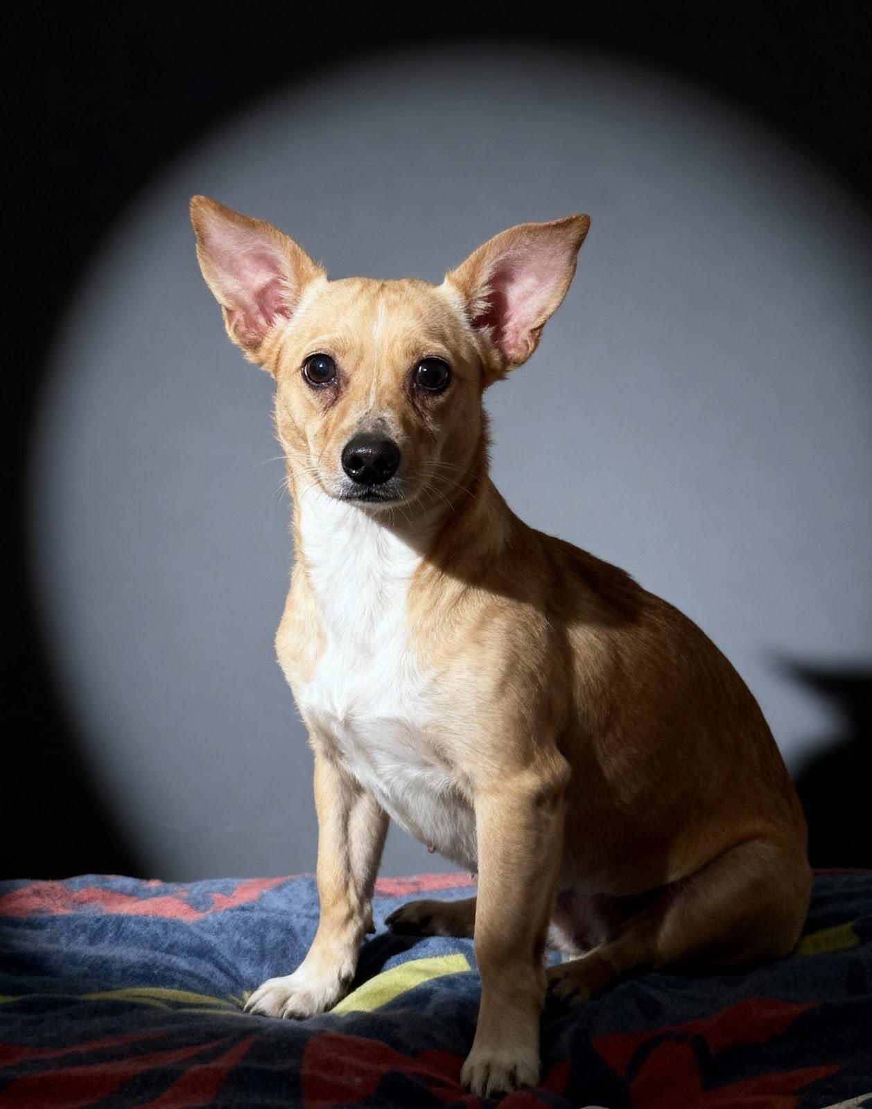 Atziri, adopted, Young Female Chihuahua.