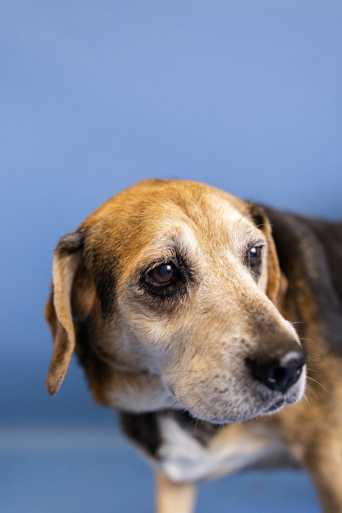Charlie Brown, Adoptable, Senior Male Beagle.