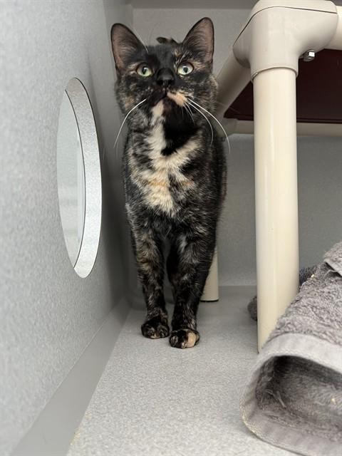 SALLY, Adoptable, Young Female Domestic Short Hair.