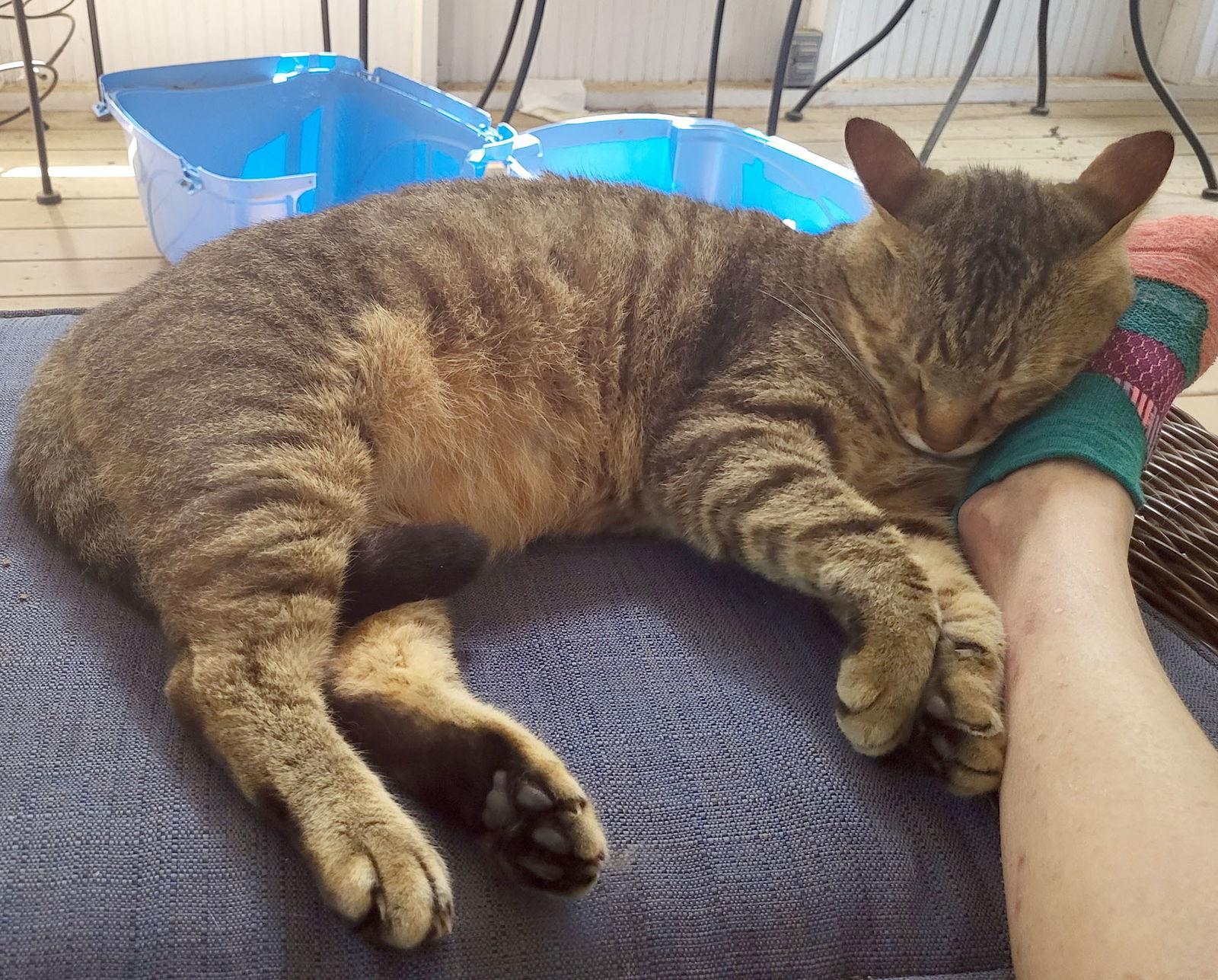 Pookah - Beautiful & Alone - Needs  a Home, Adoptable, Adult Male Tabby & American Shorthair.