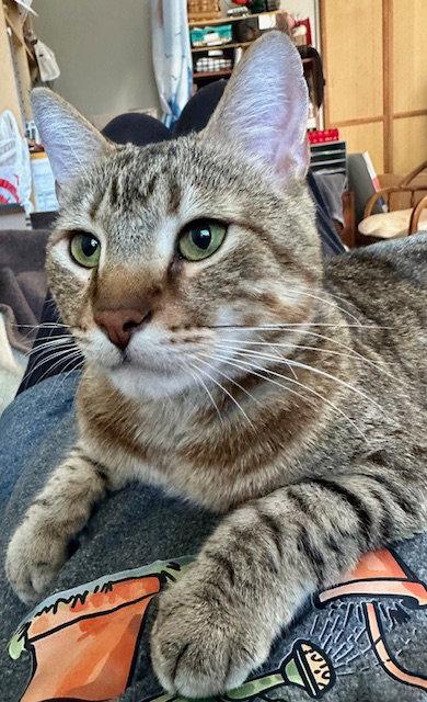 Pookah - Beautiful Jump Into ARMS- FOSTER OR Home, a Adoptable mixed breed in Atlanta, GA image 2/3